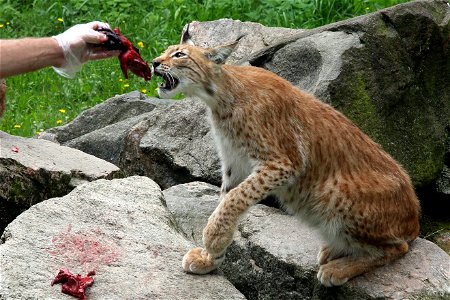 Eurasian lynx at a zoo in southern Sweden, Skånes djurpark.