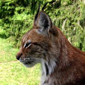 Eurasian lynx at a zoo in southern Sweden, Skånes djurpark.
