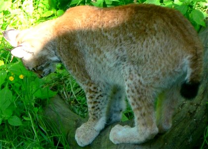 Image title: Lynx on tree log
Image from Public domain images website, http://www.public-domain-image.com/full-image/fauna-animals-public-domain-images-pictures/lynx-cat-public-domain-images-pictures/