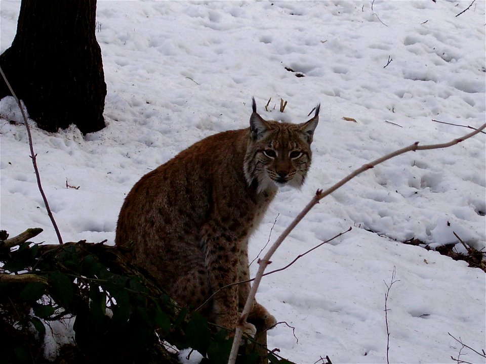 Rys karpatský; ZOO Olomouc