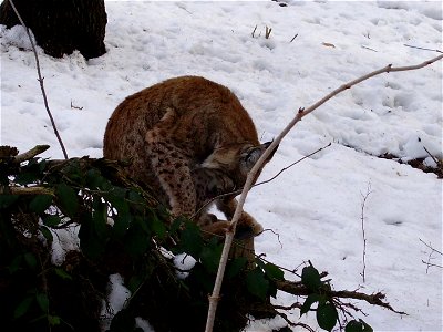 Rys karpatský; ZOO Olomouc