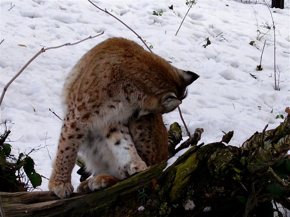 Rys karpatský; ZOO Olomouc