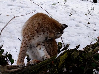 Rys karpatský; ZOO Olomouc
