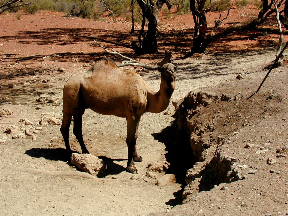 Camel at wilbia - severe degradation