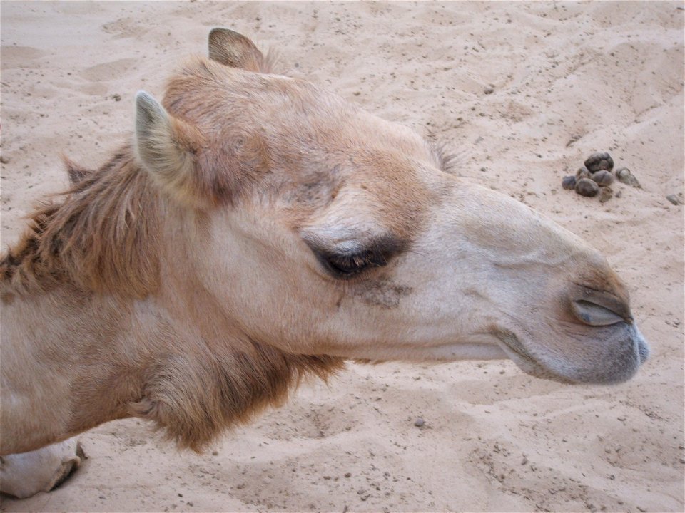 Camel face. close up