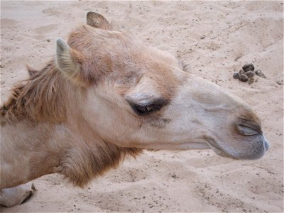 Camel face. close up photo