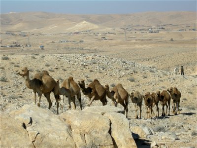 Camels_caravan photo
