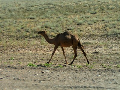 Camelus dromedarius Camile, Balkhash.