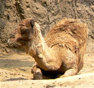 Camelus dromedarius in mexico city zoo photo
