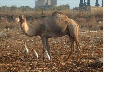 Camelus dromedarius picture taken in the beduine village Zarzir, Israel. גמל חד דבשתי ועמו אנפיות בקר. צולם בכפר בית זרזיר, ישראל