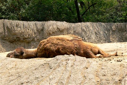 Camelus dromedarius in mexico city zoo photo