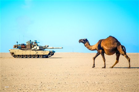 A U.S. Army M1A2 Abrams Main Battle Tank, Company C, 1st Battalion, 67th Armor Regiment, 2nd Armored Brigade Combat Team, 4th Infantry Division stares off a camel during a bilateral exercise in the US