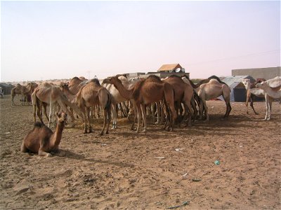 Marché aux dromadaires, près de Nouakchott (Mauritanie)