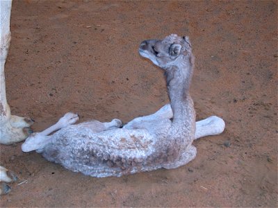 Newborn Camel Calf Lying Down in Desert of Dubai, UAE photo