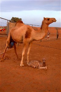 Camel with her newborn calf in Desert of Dubai, UAE. photo