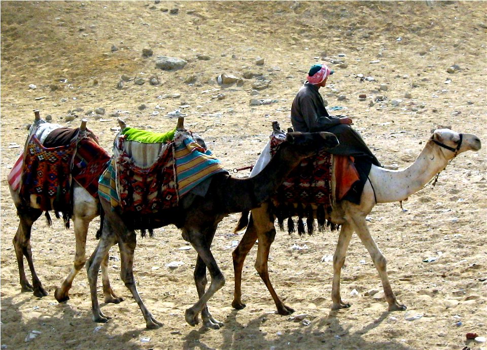 A photograph of three camels, taken at the Pyramids of Giza