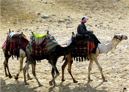 A photograph of three camels, taken at the Pyramids of Giza