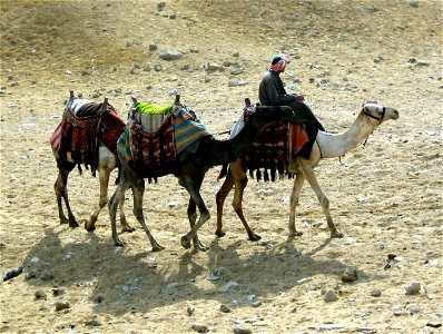 A photograph of three camels, taken at the Pyramids of Giza photo