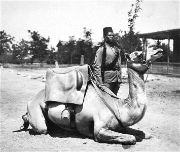 Anglo-Egyptian Sudan - camel soldier of the native forces of the British army