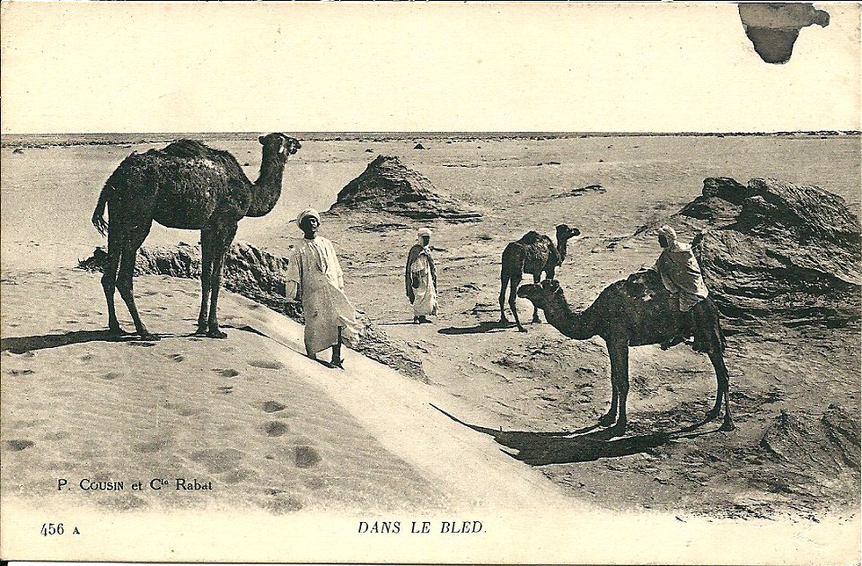 Chameliers & dromadaires dans le bled marocain
