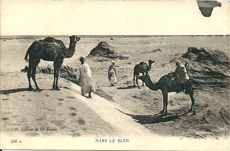 Chameliers & dromadaires dans le bled marocain photo