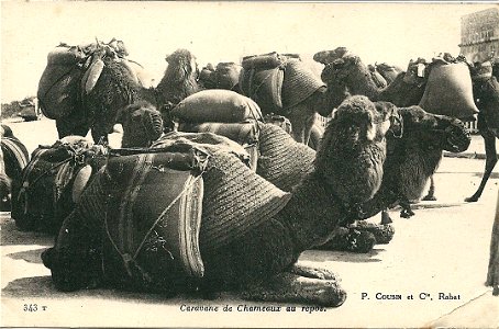 Caravane de dromadaires au repos (certainement au Maroc) photo