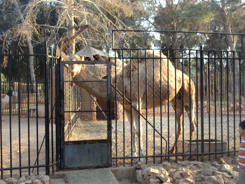 A camel in Benghazi Zoo (Il Bosco).