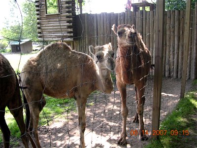 Two camels photo