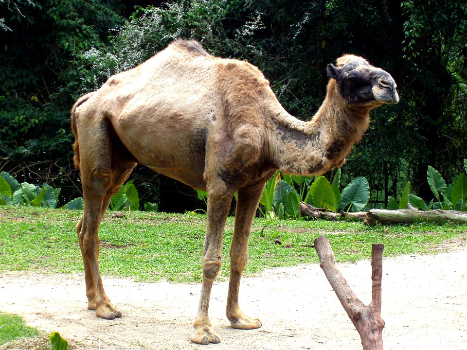 Dromedary in Singapore Zoo.