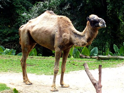 Dromedary in Singapore Zoo. photo