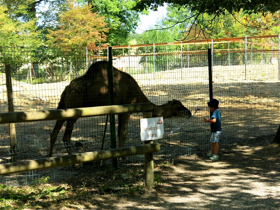 Dromedary in the zoo of the bois d'Attily (Seine-et-Marne, France).