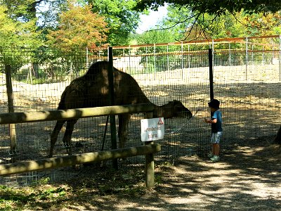 Dromedary in the zoo of the bois d'Attily (Seine-et-Marne, France).
