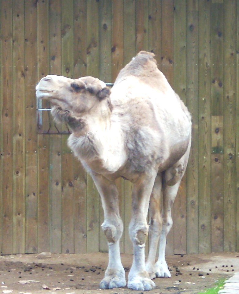 dromedario blanco,Zoo Barcelona,España.