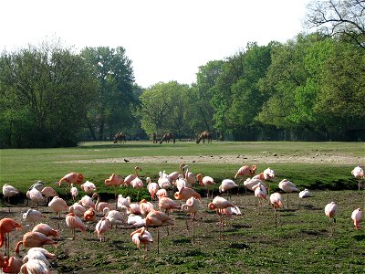Tierpark Berlin - Flamingos and Dromedary Camels photo