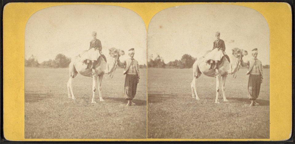 The camel.  Central Park, second series, 1868.