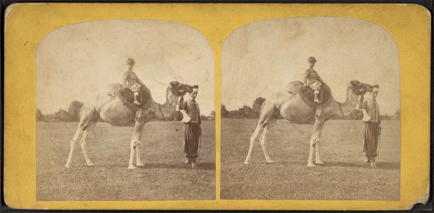 The camel.  Central Park, second series, 1868.