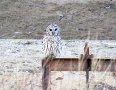 Barred owls typically hunt around sunset or during the night, but can occasionally be spotted hunting during the day as well. This one was spotted at Port Louisa National Wildlife Refuge in Iowa! Pho photo