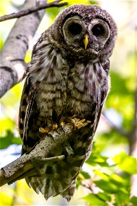 Barred owl in Acadia National Park, Maine, United States. photo