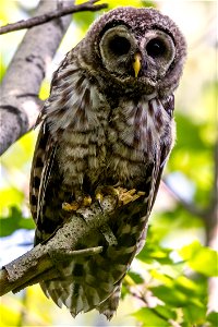 Barred owl in Acadia National Park, Maine, United States.