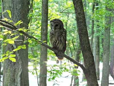 This barred owl was perched right next to the boardwalk at Mingo National Wildlife Refuge in Missouri! It fixated on something moving in the water, swooped down and grabbed a crawfish. After eating it