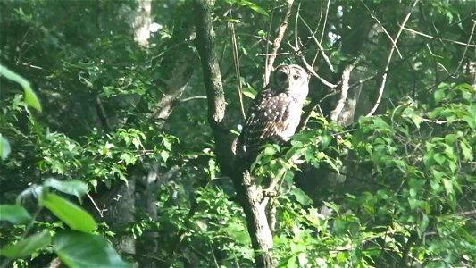 Check out this beautiful barred owl spotted at Mingo National Wildlife Refuge​ in Missouri! Video by USFWS. photo