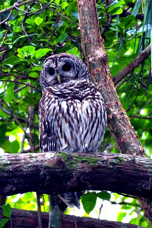 Barred Owl, NPS Photo, Rodney Cammauf