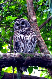 Barred Owl, NPS Photo, Rodney Cammauf photo