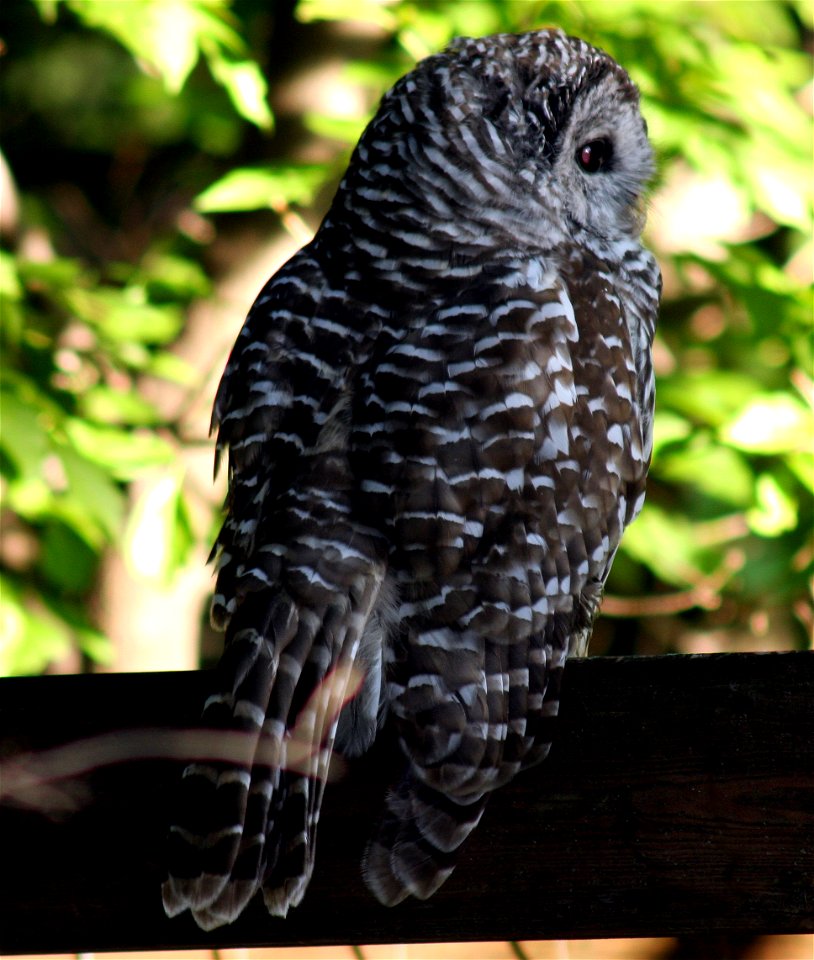 Barred owl, side view.