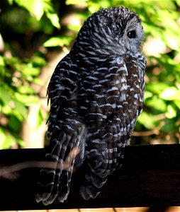 Barred owl, side view.
