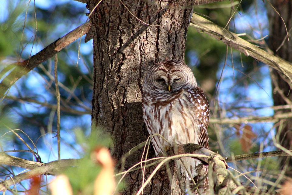Strix varia (barred owl) in Silvio O. Conte National Fish and Wildlife Refuge in Sunderland, MA.