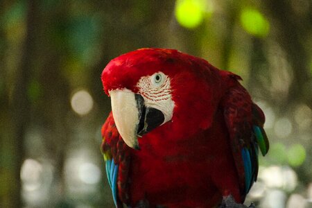 Interested birds of