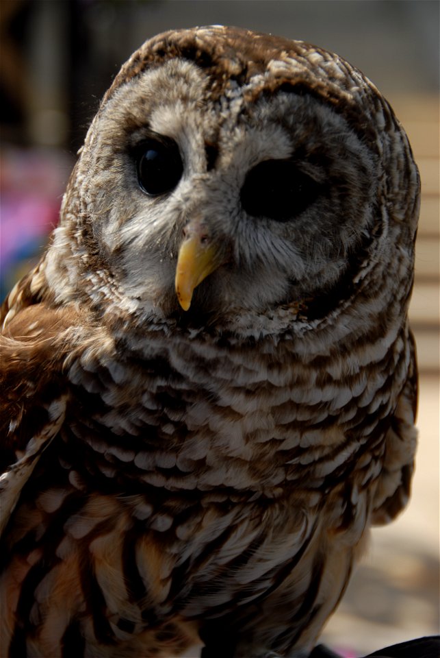 Barred Owl Baltimore Maryland