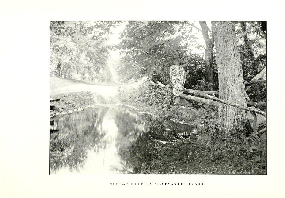 The human side of birds,  by Royal Dixon; with four illustrations in colours by S. H. Wainwright, jr., and with thirty-two illustrations from photographs.