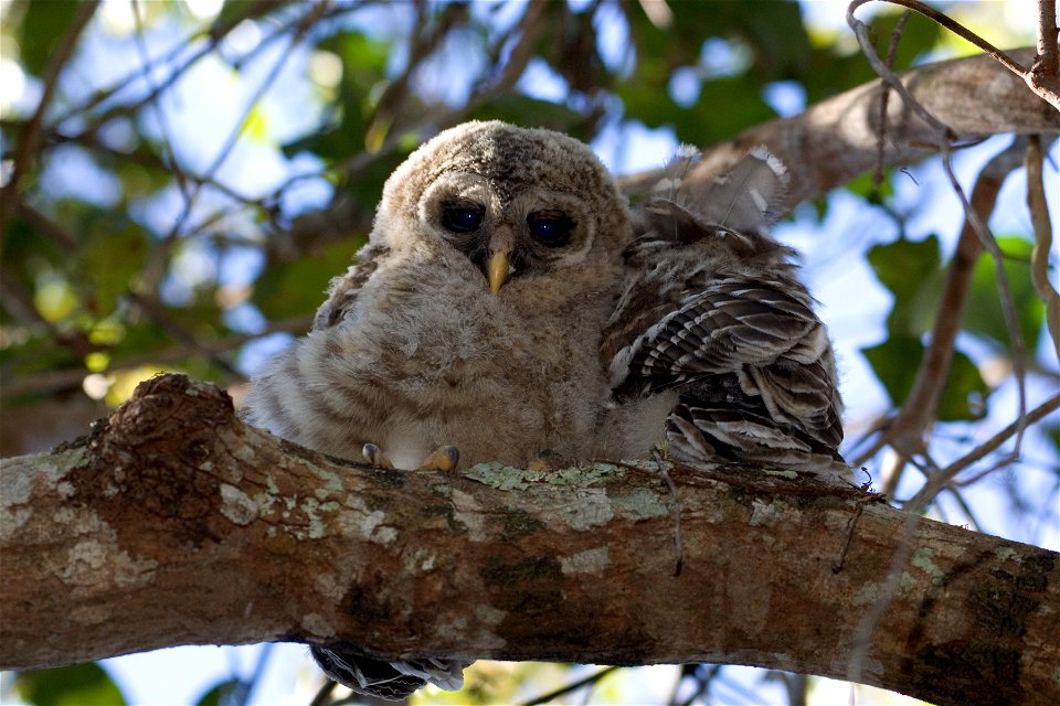 Barred Owl (1), NPSPhoto, R. Cammauf